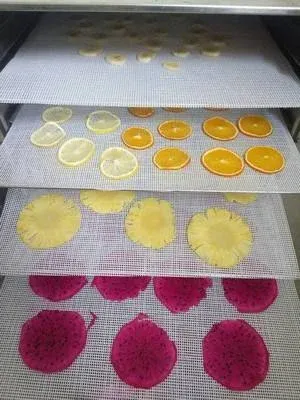White mesh liners fitted to dehydrator trays holding sliced citrus and dragon fruit